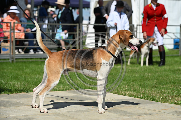 Festival of Hounds 2024