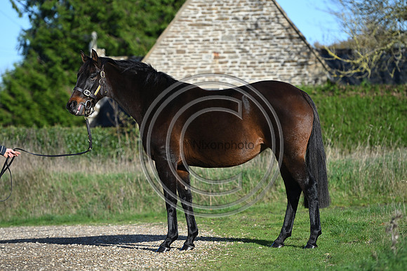Mare_Selwood_PN5