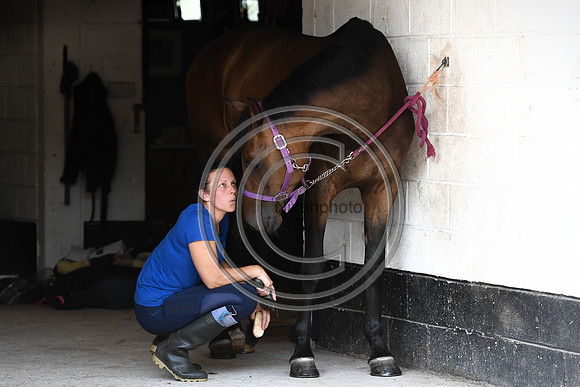 Collective Equestrian