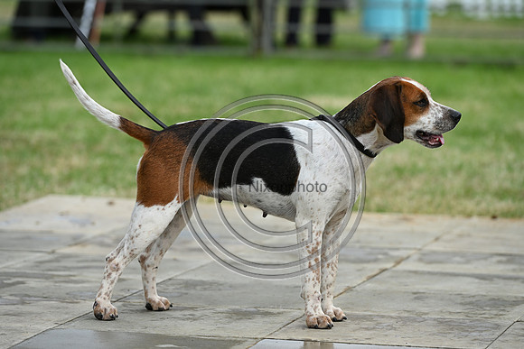 Festival of Hounds 2024