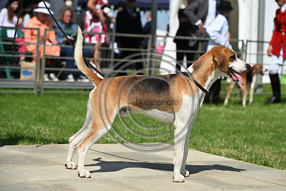 Festival of Hounds 2024