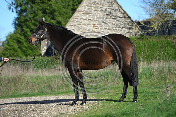Mare_Selwood_PN11