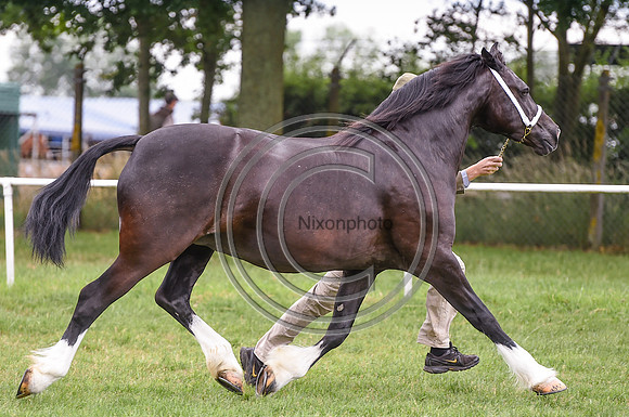 MandMInHand Champ_NorfolkShow_PN17_59201