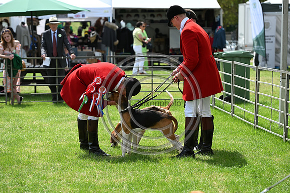 Festival of Hounds 2024