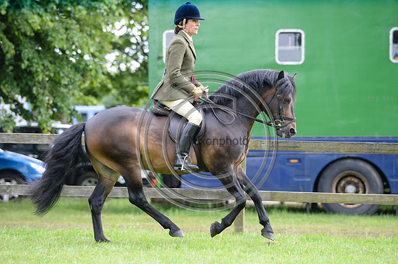 HorseNo985_SuffolkShow14pn_4945