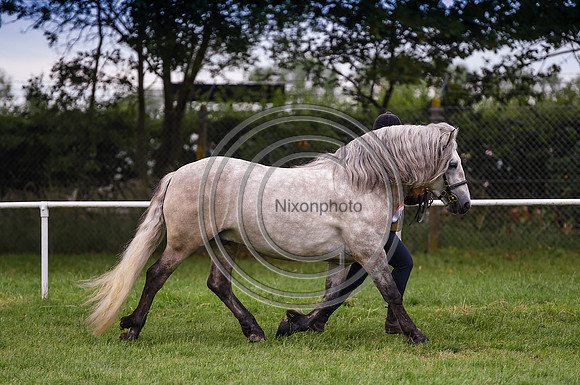 MandMInHand Champ_NorfolkShow_PN17_59166
