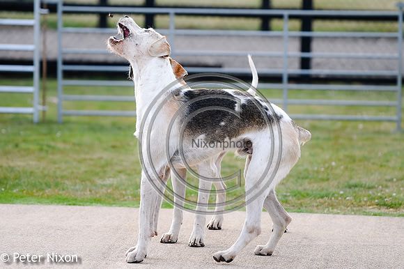 PrePuppyShow_BWCH_Hunt_PN22_27429