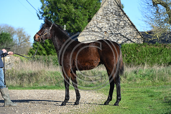 Foal_Selwood_PN53