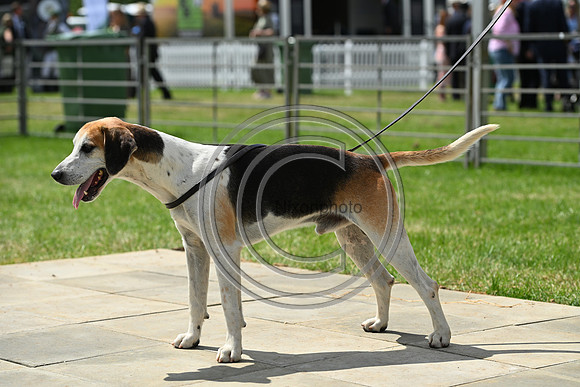 Festival of Hounds 2024