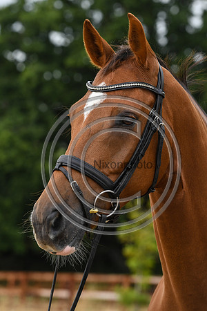 Collective Equestrian