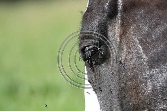 HorsesandFlyH_Nixonphoto_PN22_47968