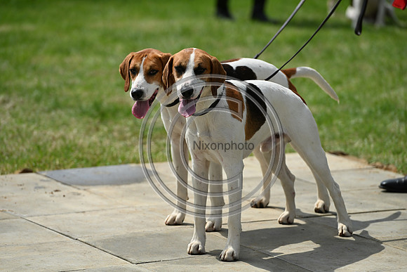 Festival of Hounds 2024