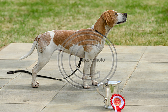 Festival of Hounds 2024