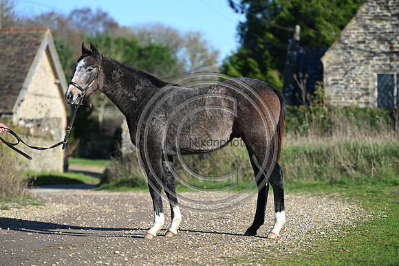 Foal_Selwood_PN22