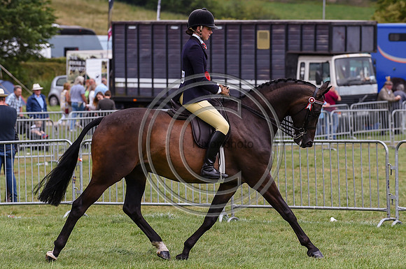HorseNo847_Bakewell15pn_31437