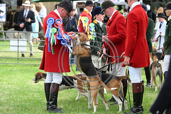 Festival of Hounds 2024