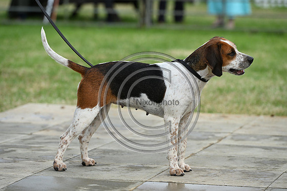 Festival of Hounds 2024