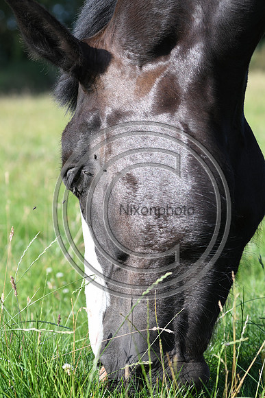 HorsesandFlyH_Nixonphoto_PN22_47979