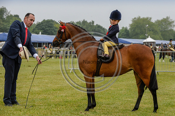 HorseNo796_SuffolkShow16pn_10337