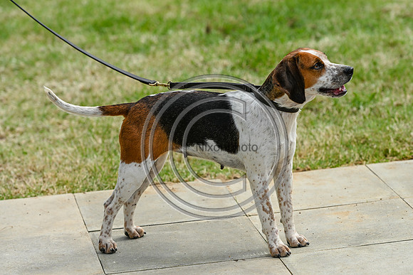 Festival of Hounds 2024