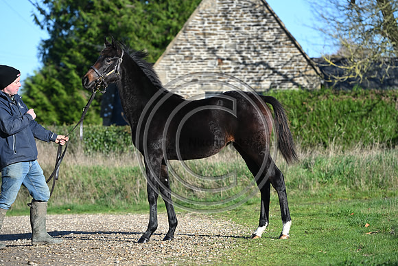 Foal_Selwood_PN64