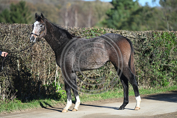 Foal_Selwood_PN2