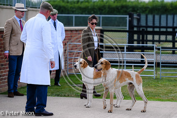 PrePuppyShow_BWCH_Hunt_PN22_27426