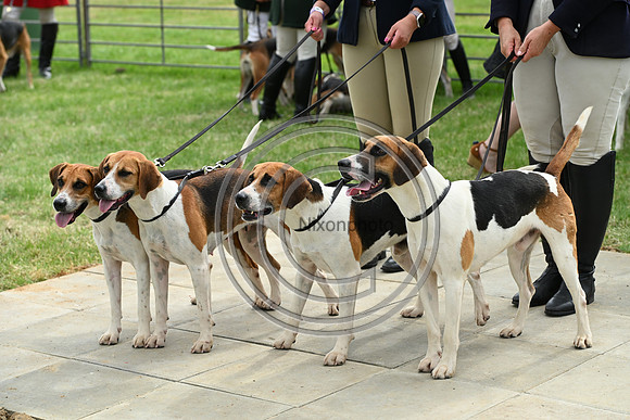 Festival of Hounds 2024
