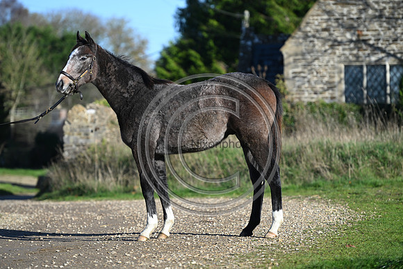 Foal_Selwood_PN17