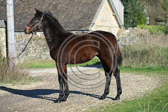 Foal_Selwood_PN44
