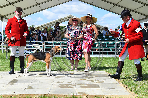 Festival of Hounds 2024