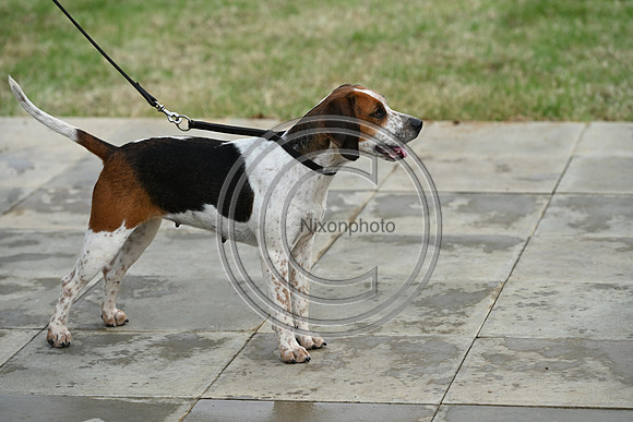 Festival of Hounds 2024