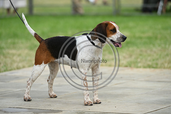 Festival of Hounds 2024