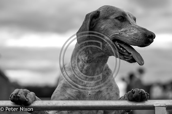 PrePuppyShow_BWCH_Hunt_PN22_27449-2
