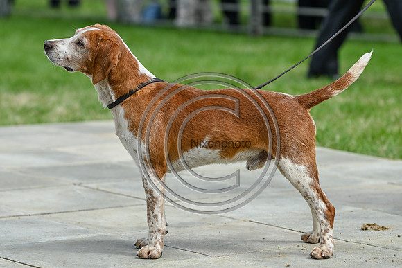 Festival of Hounds 2024