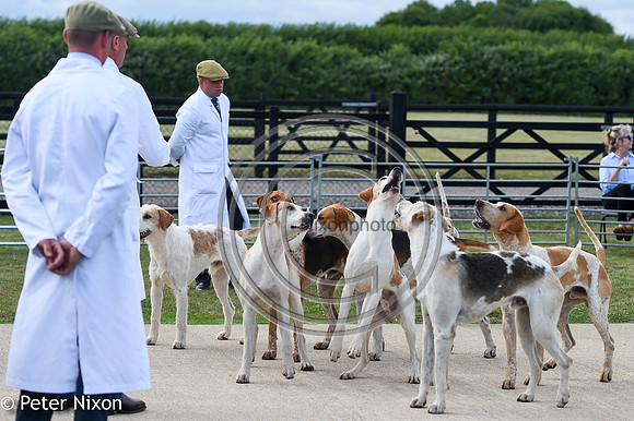 PrePuppyShow_BWCH_Hunt_PN22_27431A