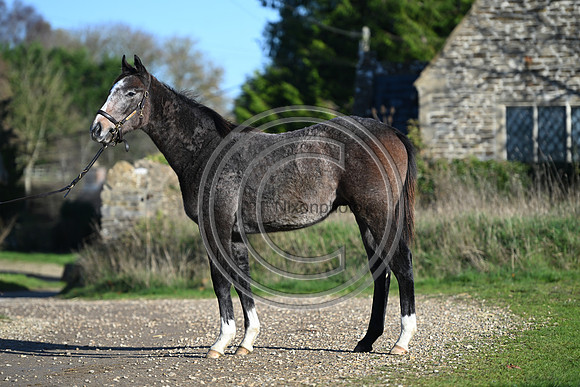 Foal_Selwood_PN19