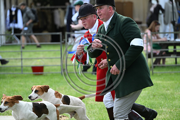Festival of Hounds 2024