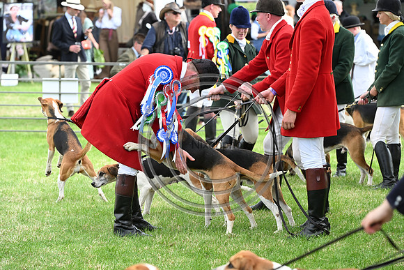 Festival of Hounds 2024