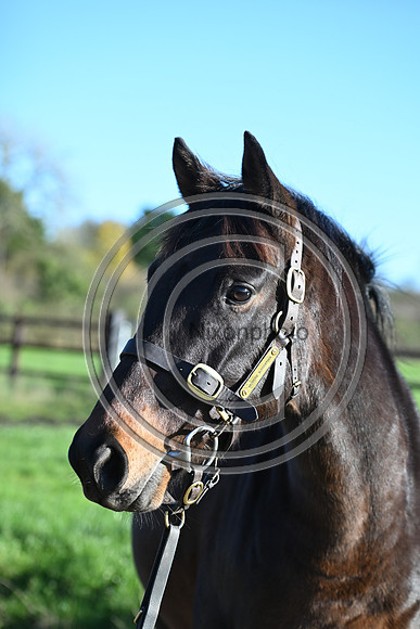 Mare_Selwood_PN22