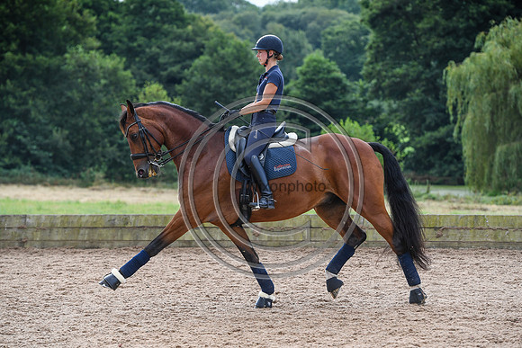 Collective Equestrian