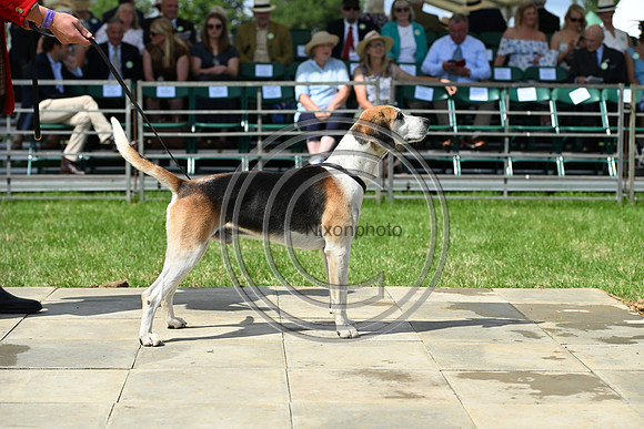 Festival of Hounds 2024