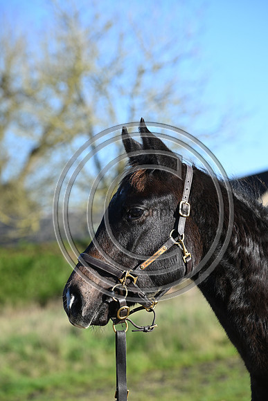 Foal_Selwood_PN40