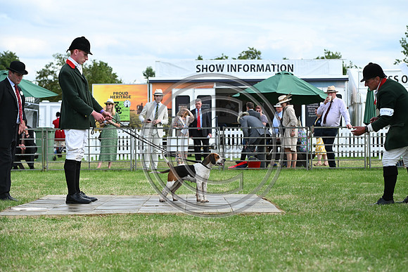 Festival of Hounds 2024