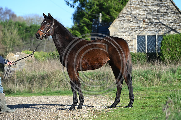 Foal_Selwood_PN52