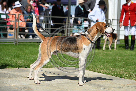 Festival of Hounds 2024