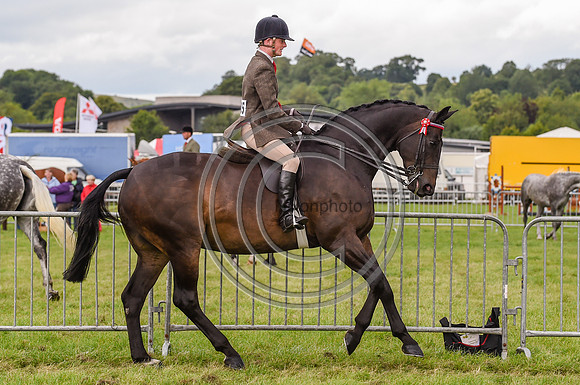 HorseNo305_Bakewell15pn_31350