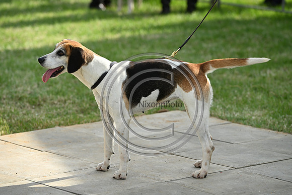 Festival of Hounds 2024