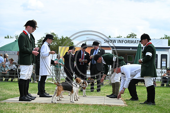 Festival of Hounds 2024