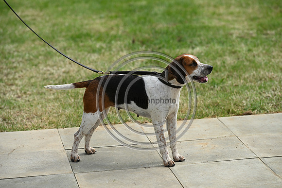 Festival of Hounds 2024